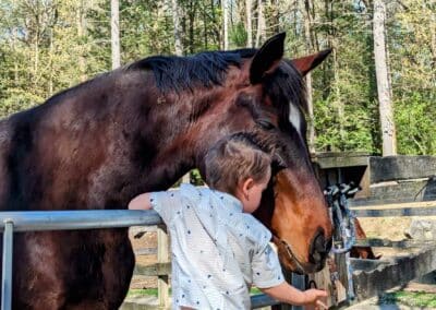 dark brown horse with little boy