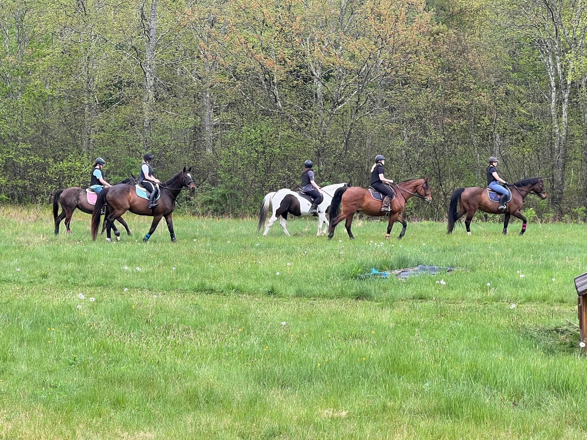 group of 5 horses with riders