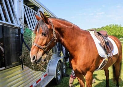 brown horse next to trailer